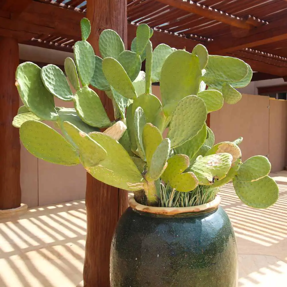 Prickly Pear spineless variety in large container plant