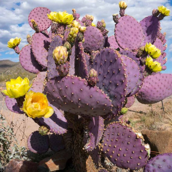 Prickly Pear Cacti The Contented Plant