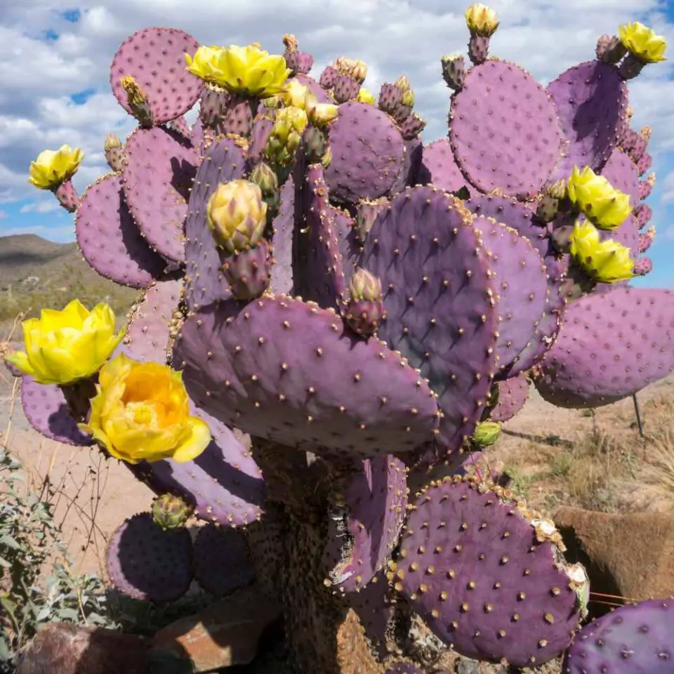Prickly Pear Cacti The Contented Plant