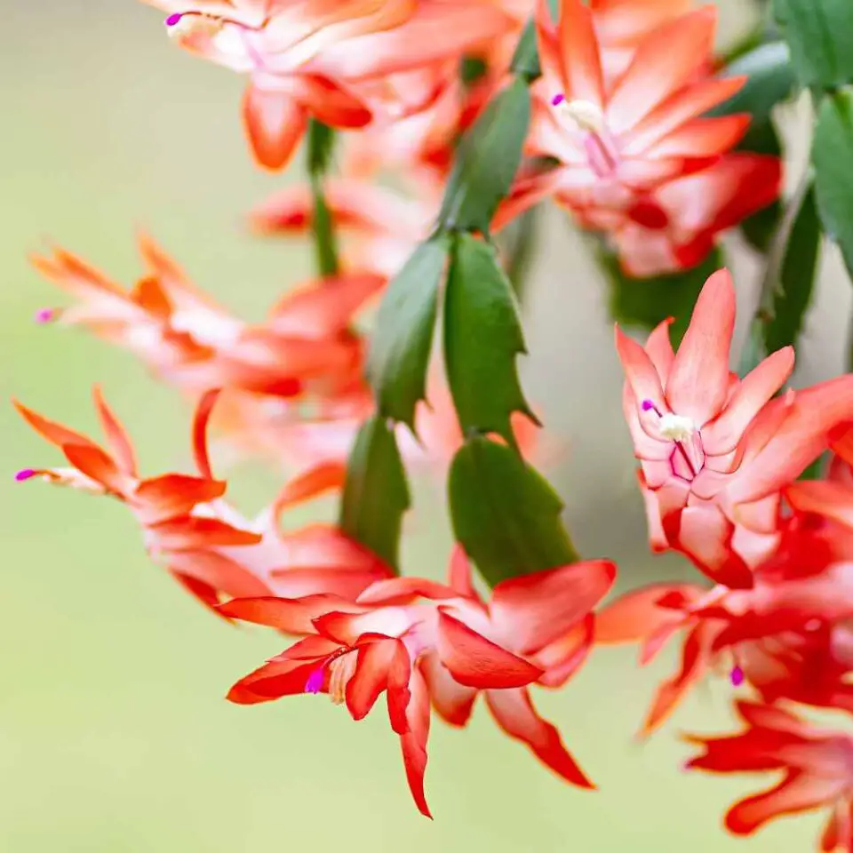 Bunny Ear Cactus - The Contented Plant