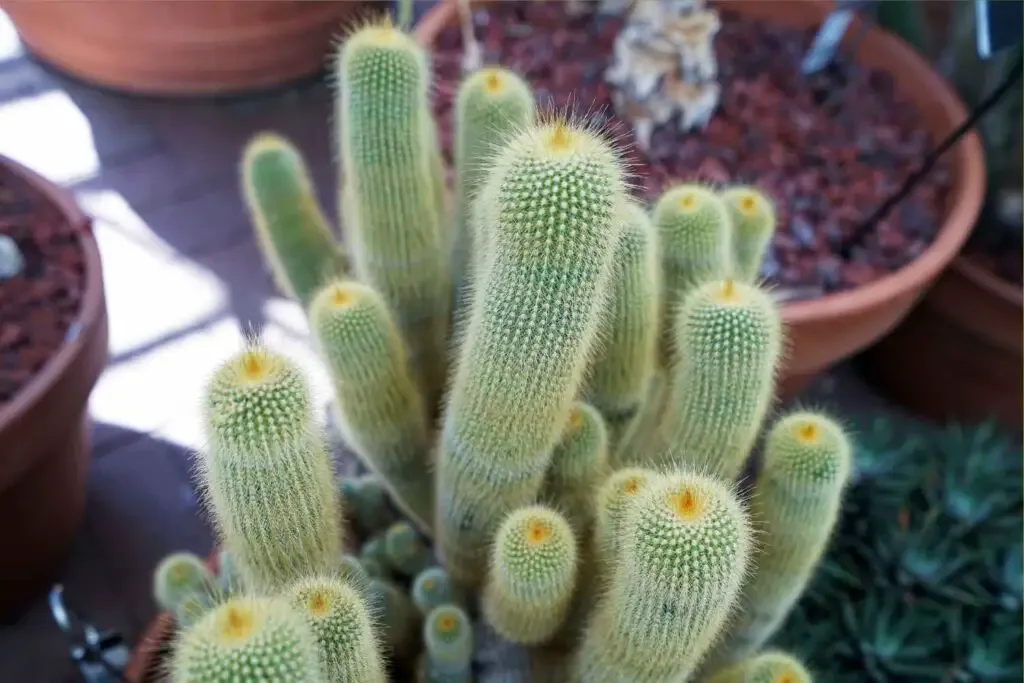 Parodia leninghausii outdoors