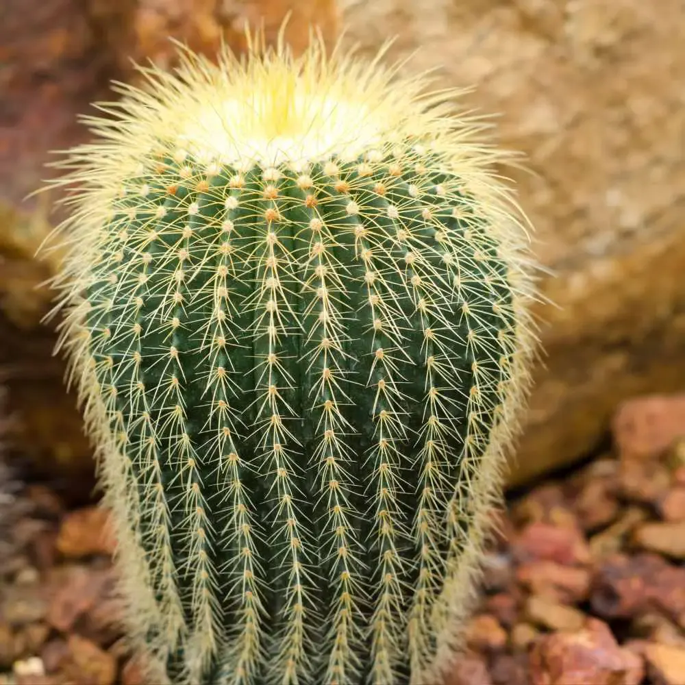 Parodia leninghausii