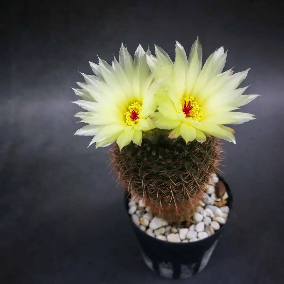 Parodia leninghausii - The Contented Plant