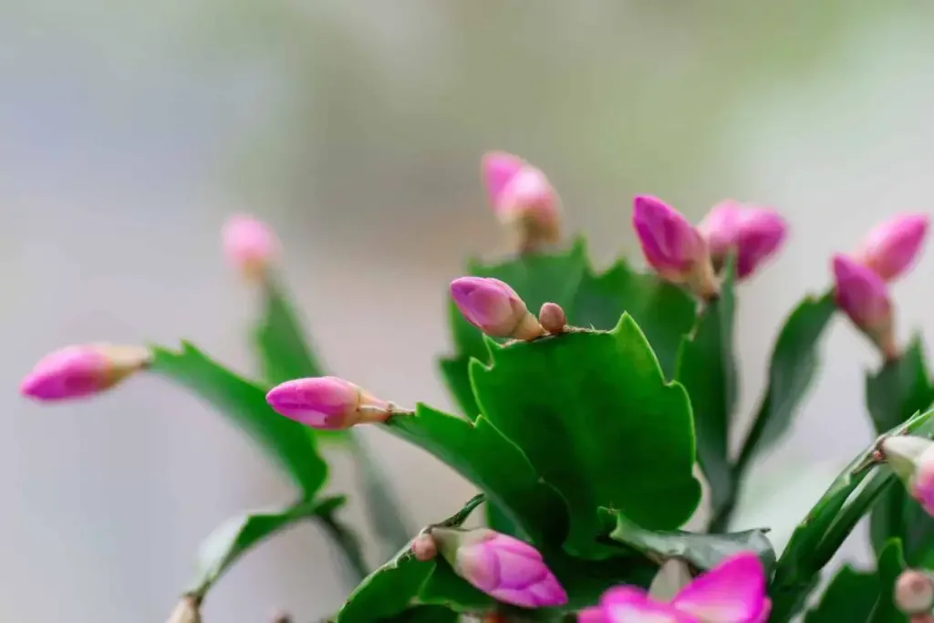 christmas cactus