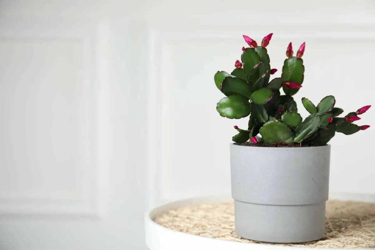 Are Christmas Cactus Poisonous For Animals