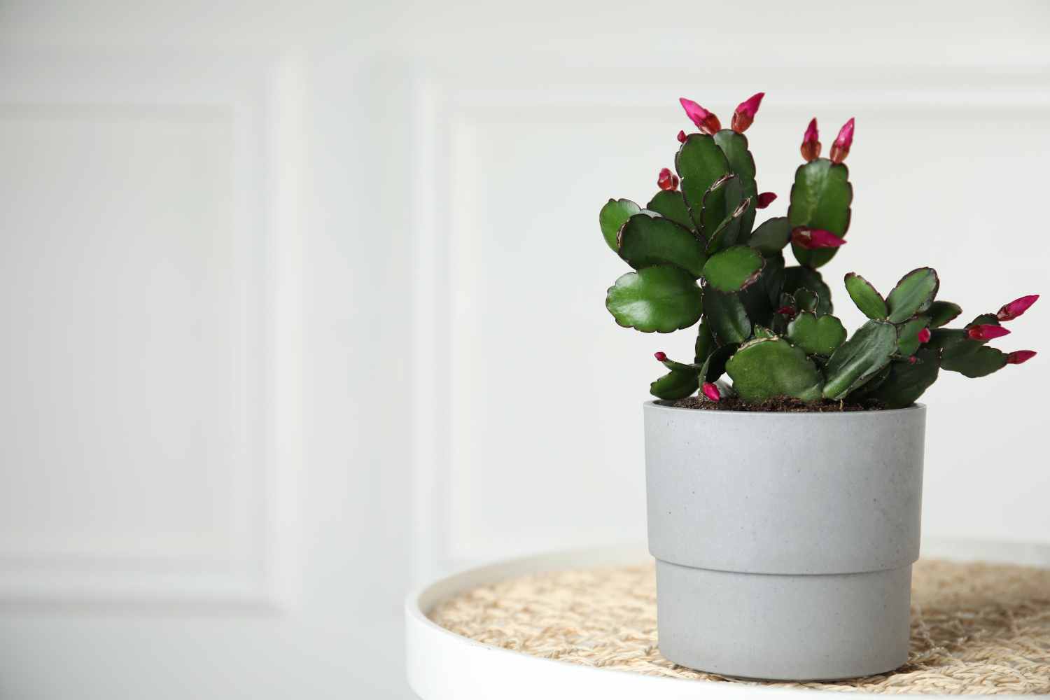 Are Christmas Cactus Poisonous To Cats Teeth