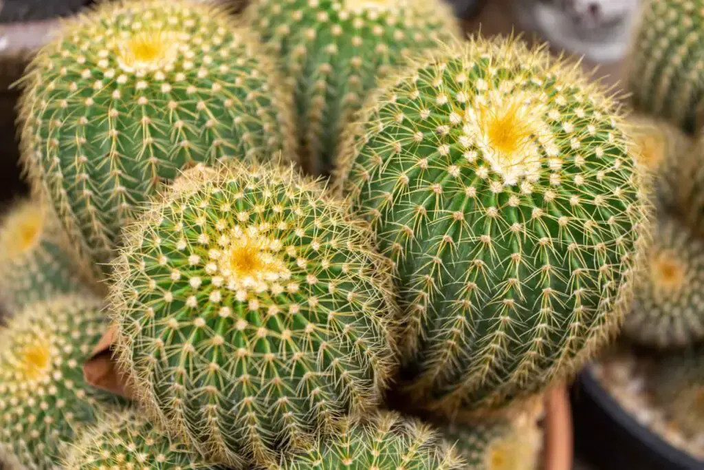 golden ball cactus