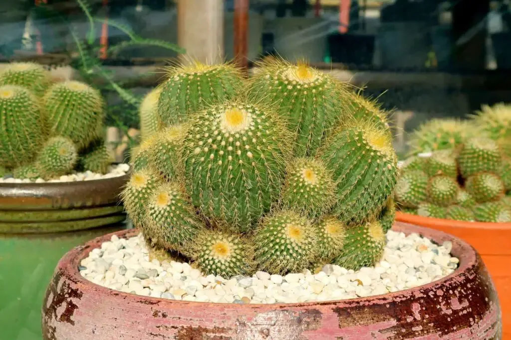 golden ball cactus