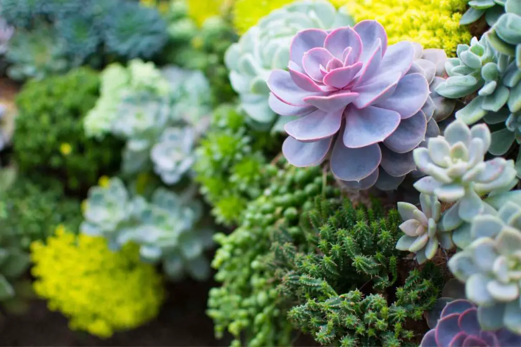 succulent wall garden