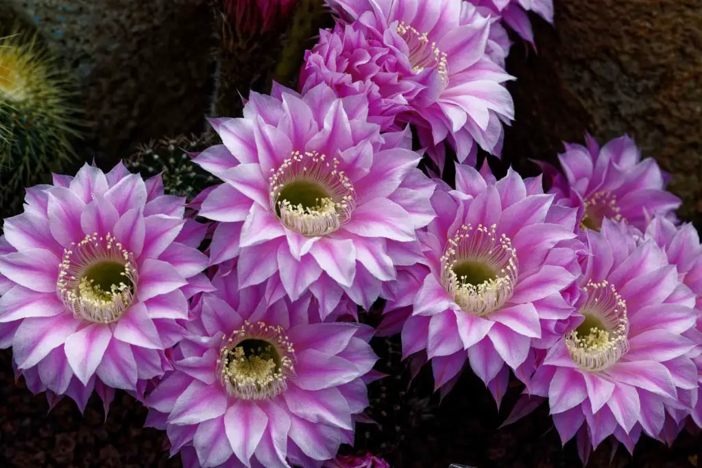 lavender blooms on rebutia cactus