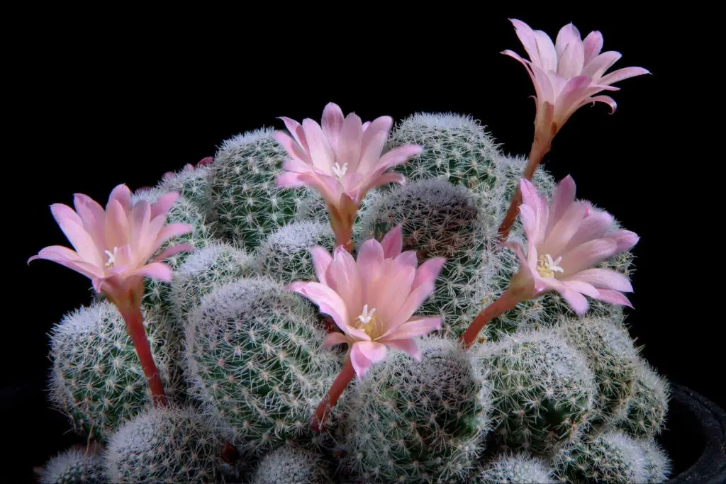 pink flowers on rebutia