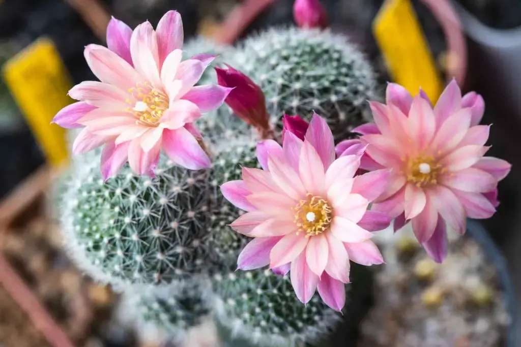 pretty pink blossoms on rebutia