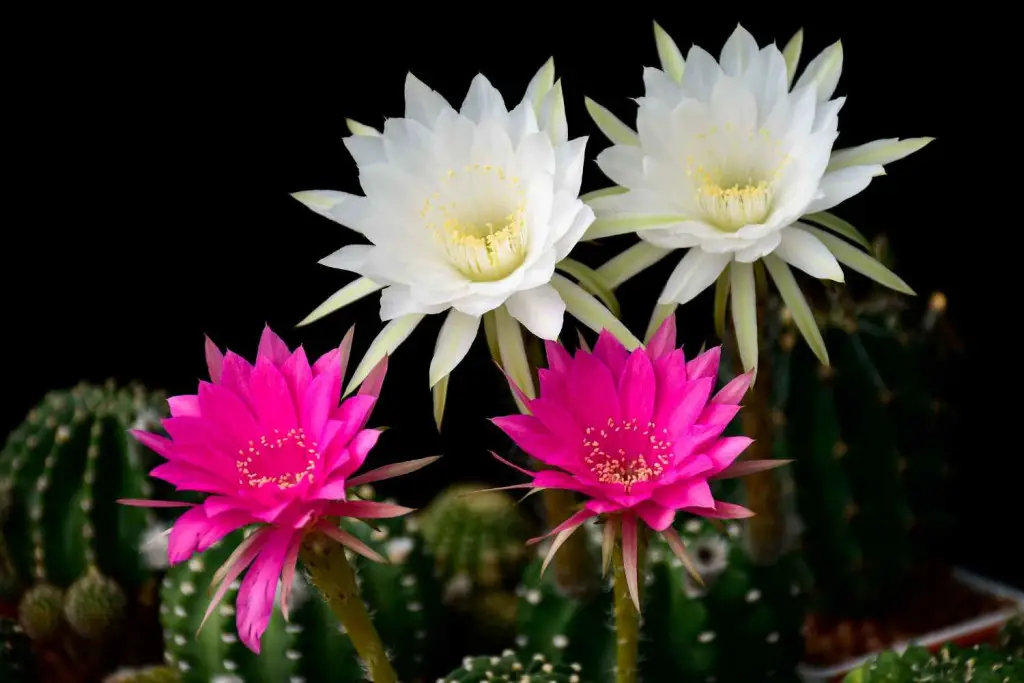 stunning rebutia cactus with vivid red and white blooms