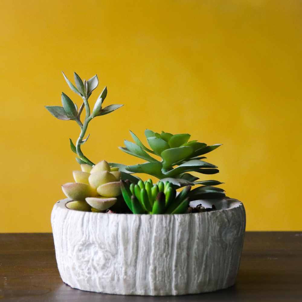 succulent centerpiece