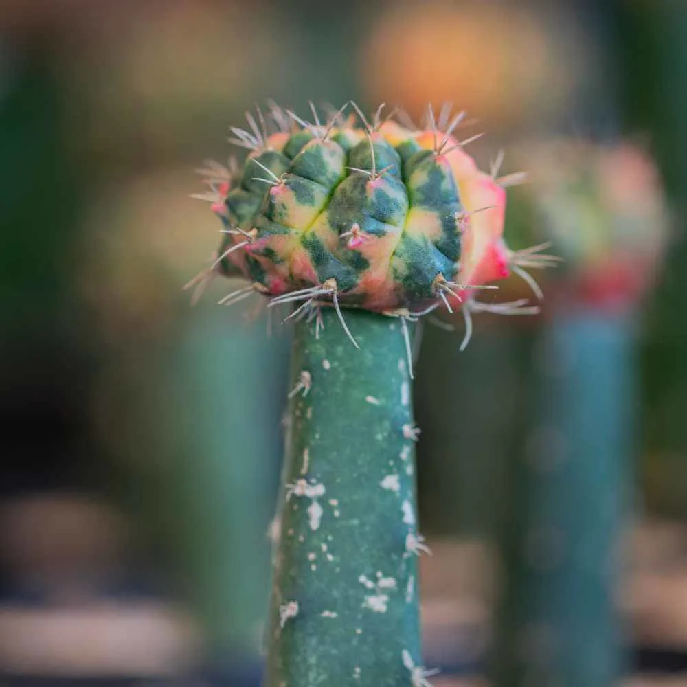 moon cactus graft