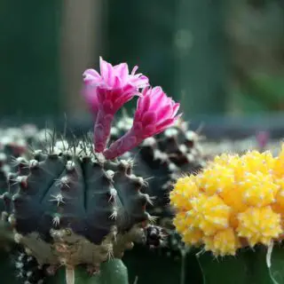 flowering moon cactus