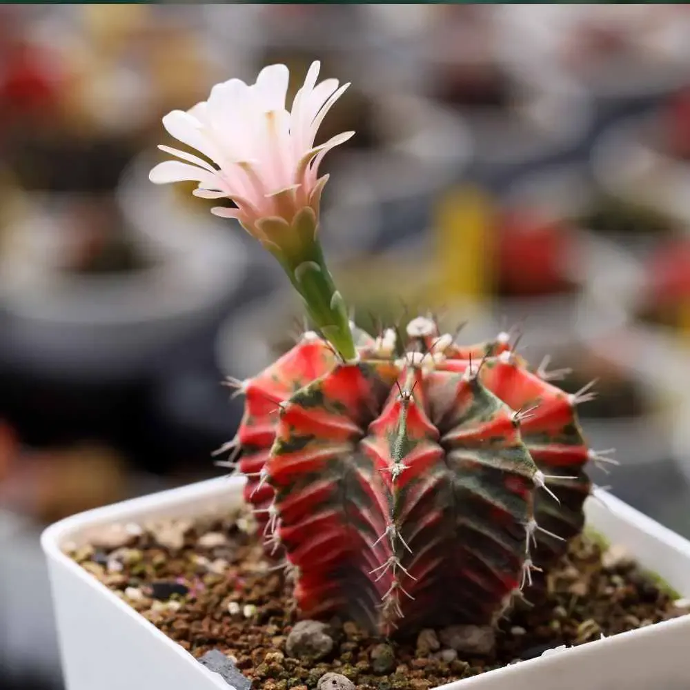 flowering moon cactus