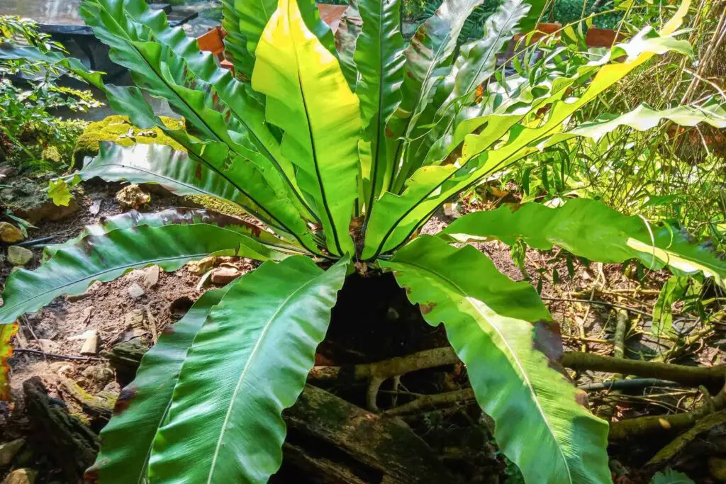 birds nest fern