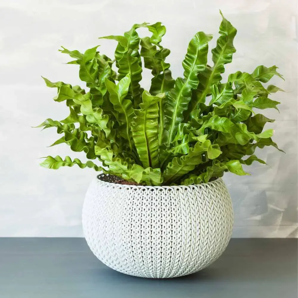 birds nest fern