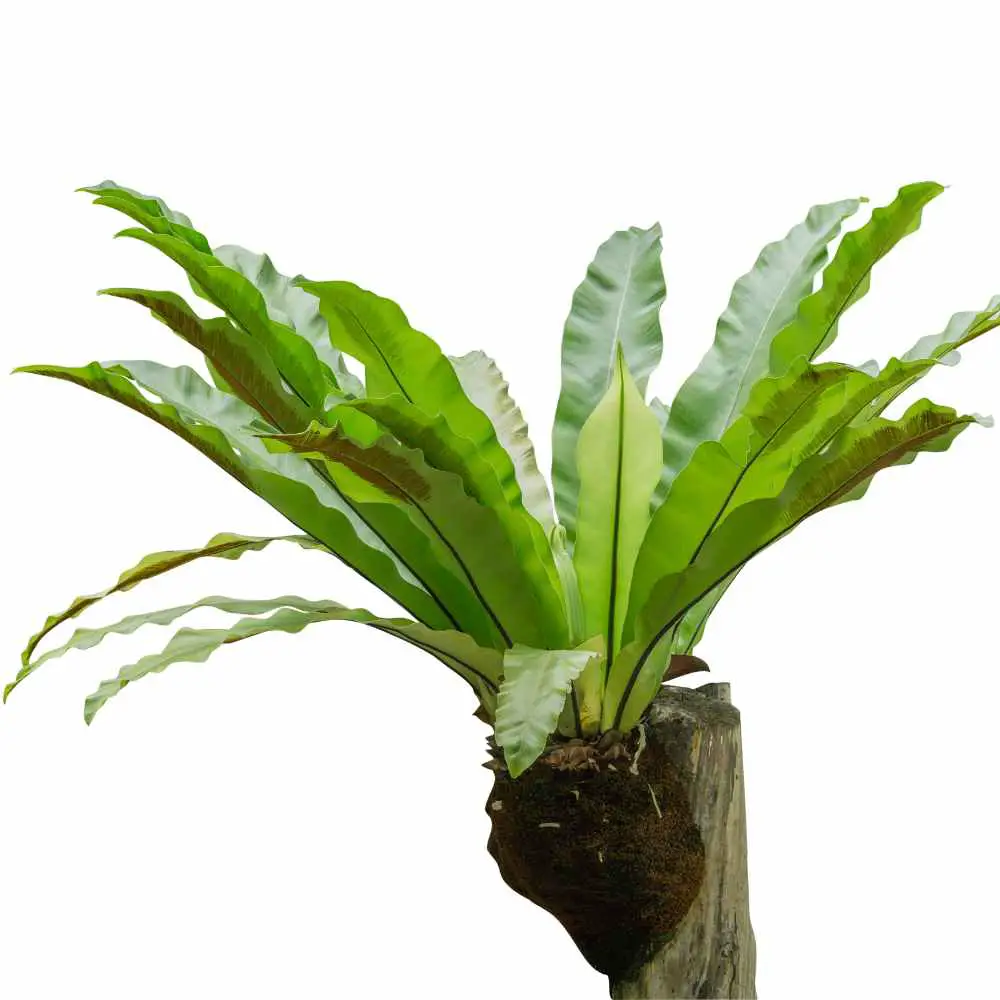 birds nest fern