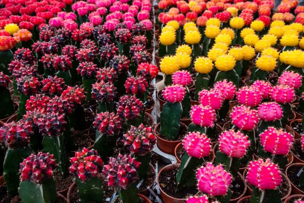 various Gymnocalycium mihanovichii commonly known as moon cactus