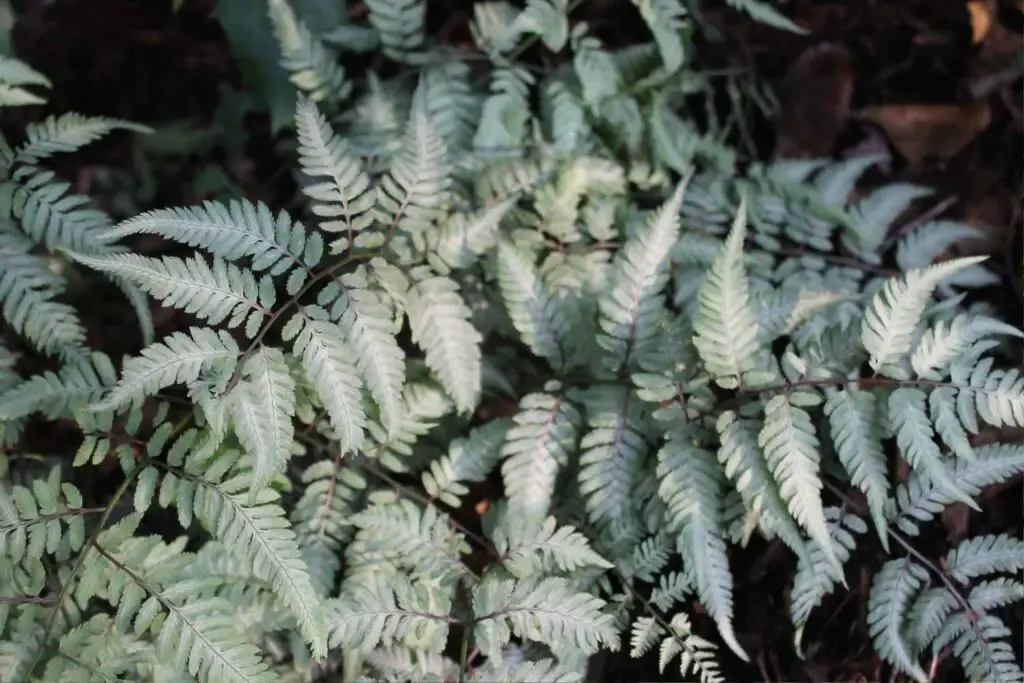 japanese painted fern