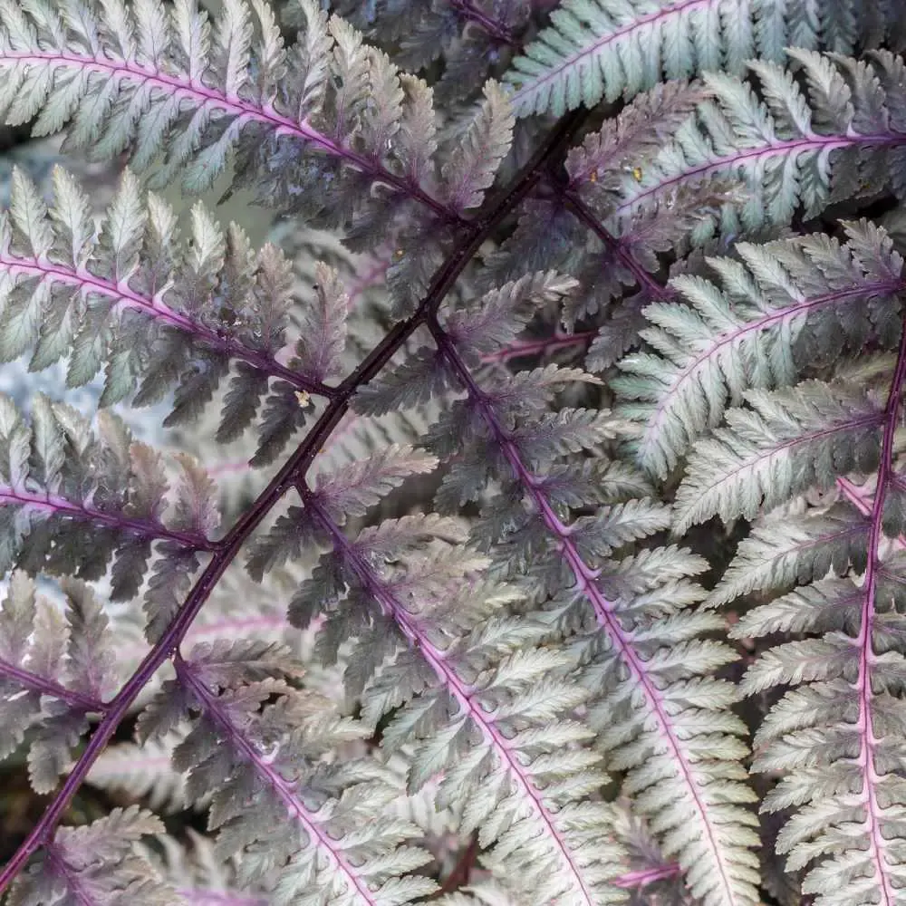 Athyrium niponicum -silver falls