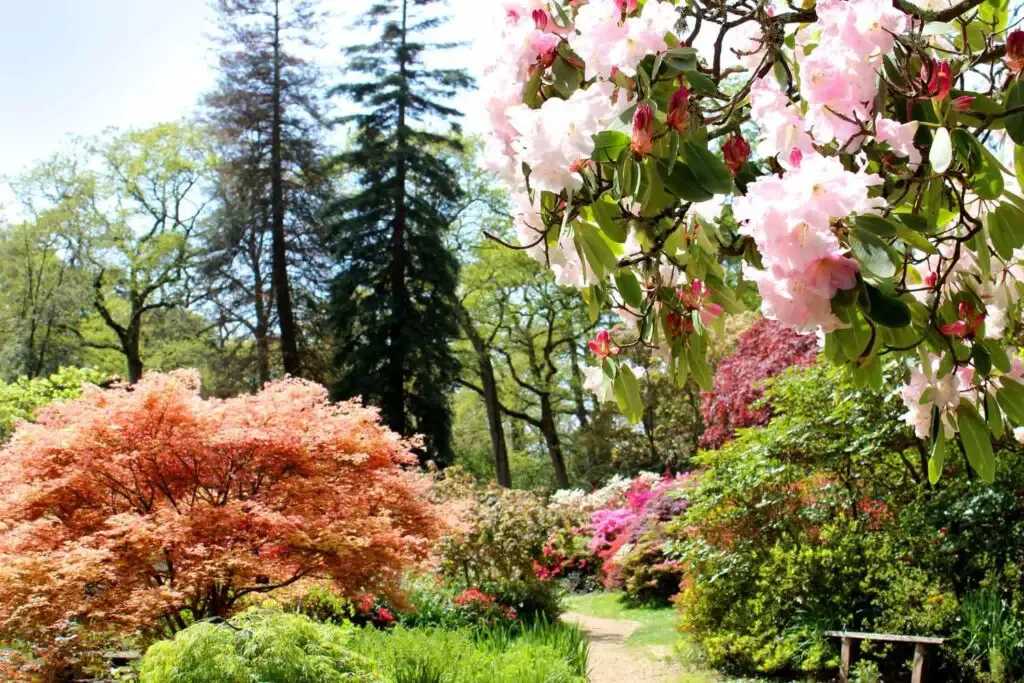 woodland trees