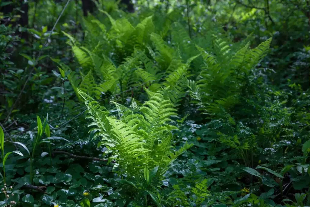 fern cluster