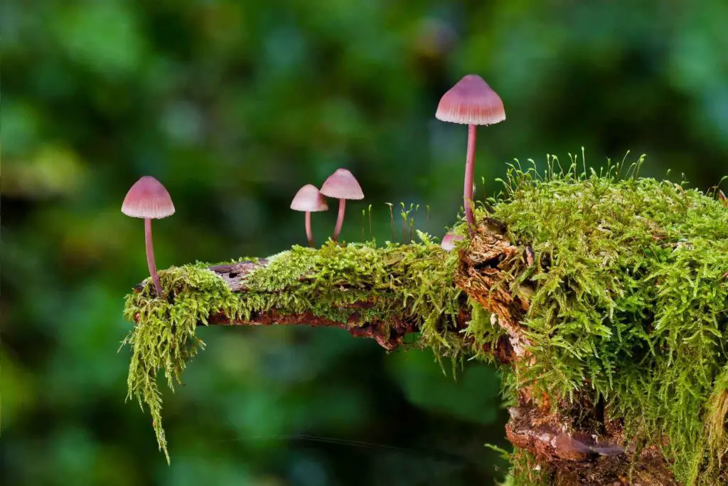 moss and mushrooms