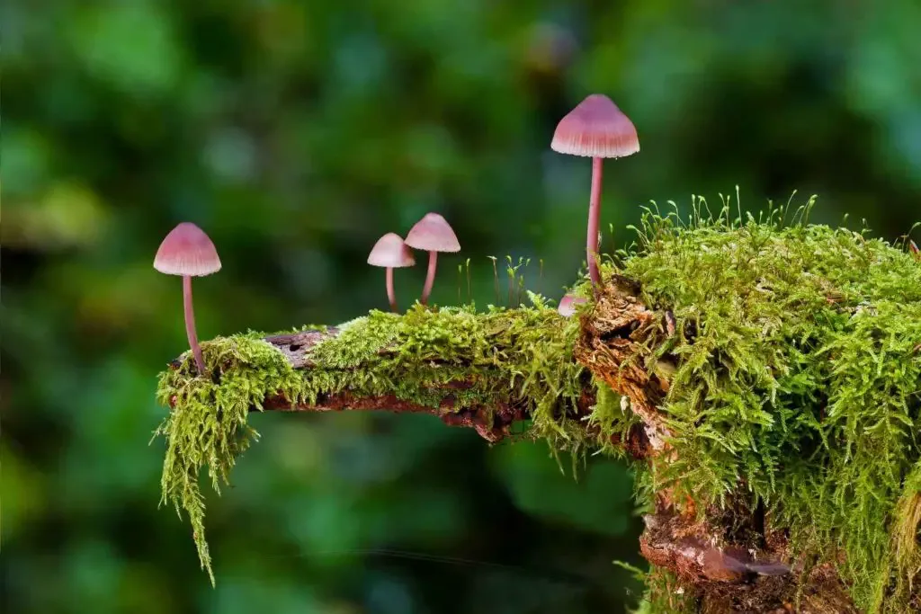 moss and mushrooms