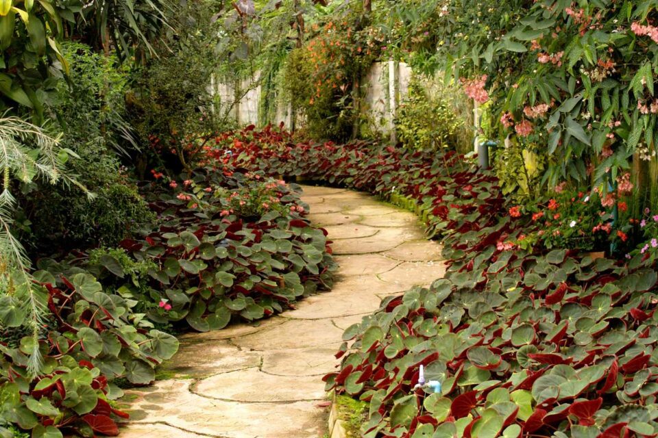 Designing An Enchanting Woodland Garden - The Contented Plant