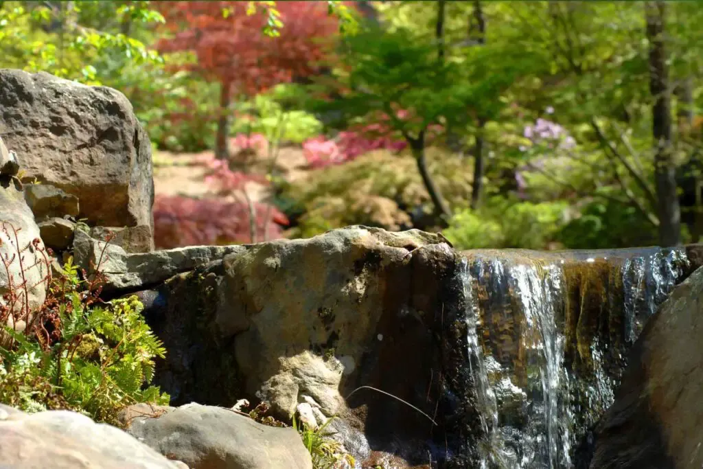 water feature-woodland garden