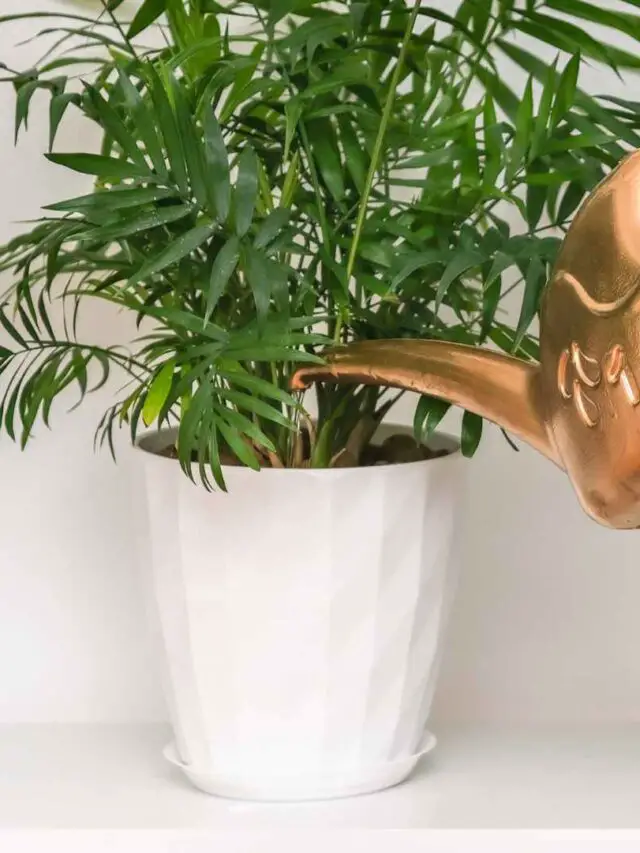 Parlor Palm Care Guide The Contented Plant parlor-palm-care-guide-the-contented-plant