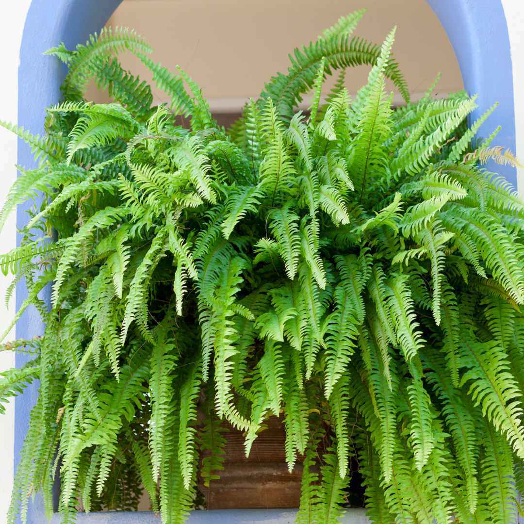 Kimberly Queen Fern Care Guide - The Contented Plant