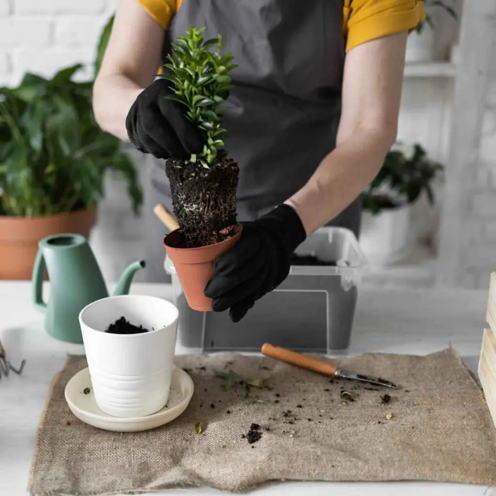 signs that your houseplant needs to be repotted