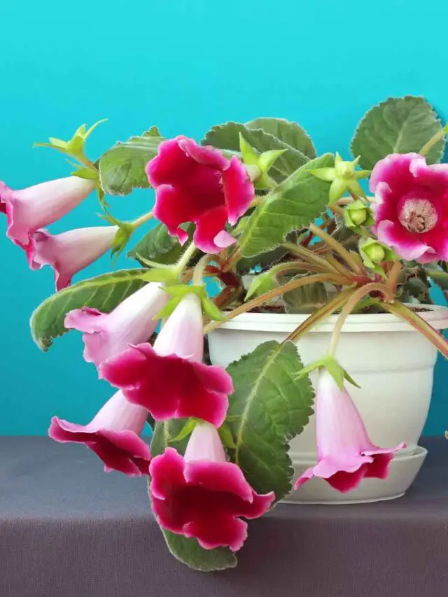 All About Gloxinia Plants - The Contented Plant