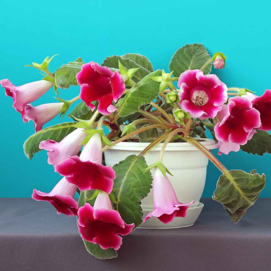 Growing Gloxinia Plants in Your Home - The Contented Plant