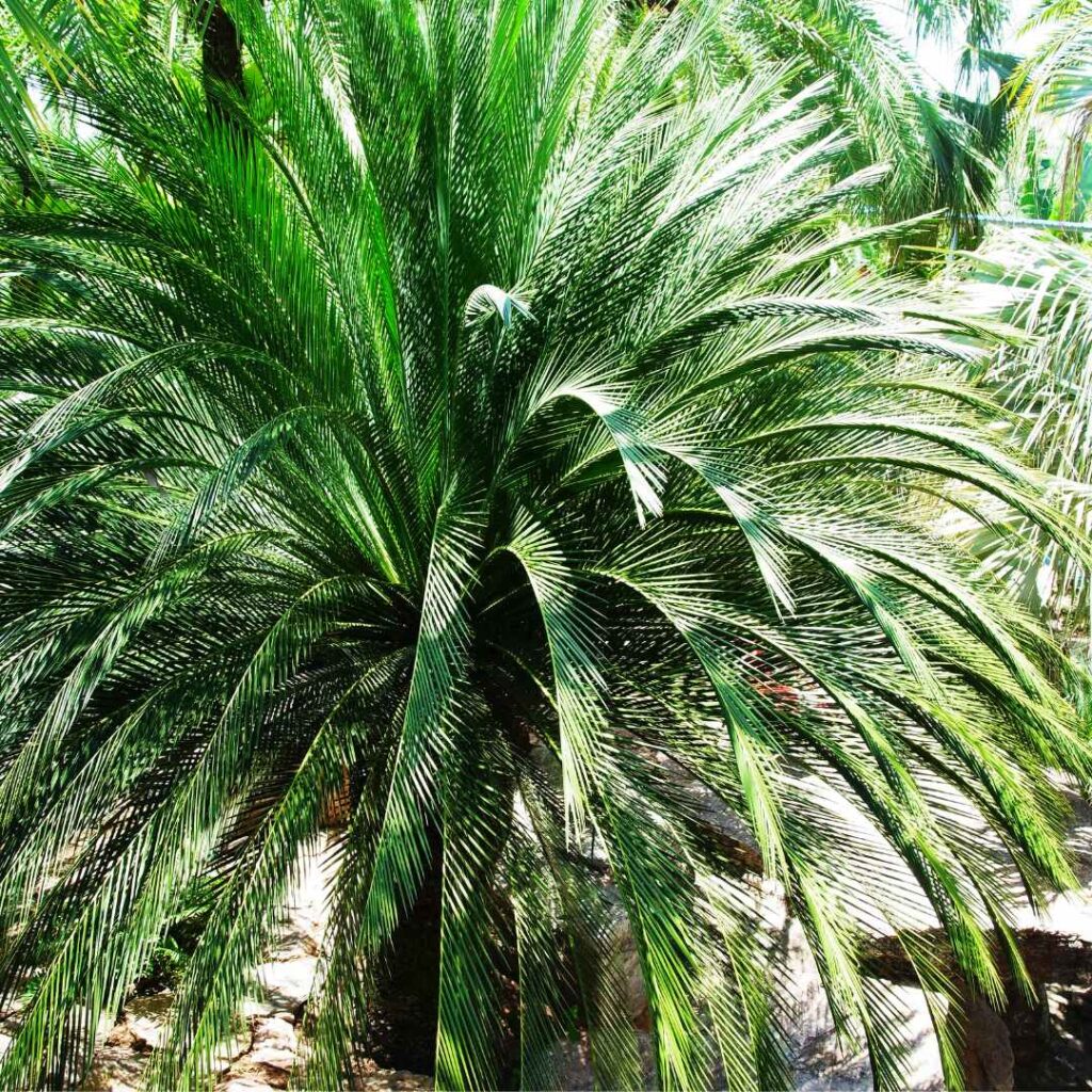 pygmy date palm