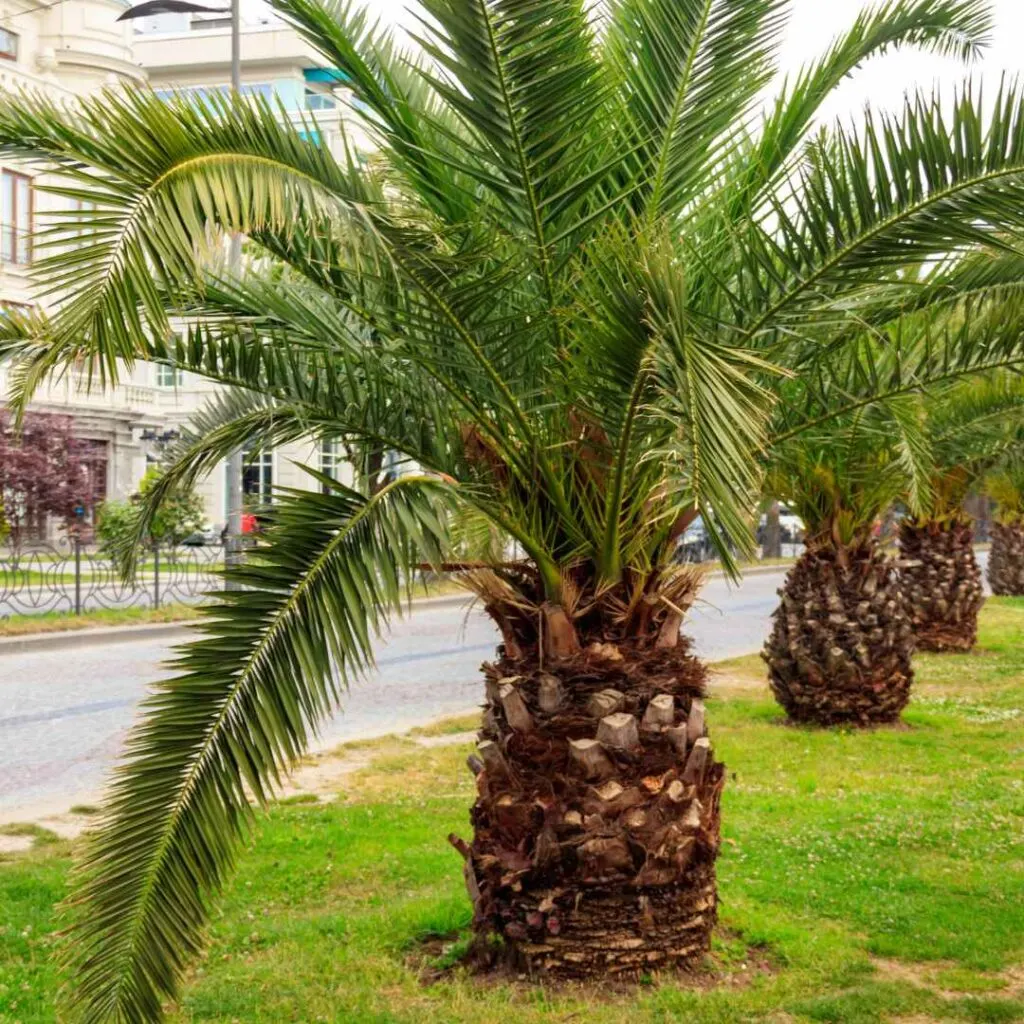 pygmy date palm
